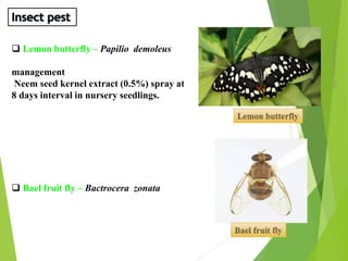 Monday,March23,2015
16
 Lemon butterfly – Papilio demoleus
management
Neem seed kernel extract (0.5%) spray at
8 days interval in nursery seedlings.
 Bael fruit fly – Bactrocera zonata
Lemon butterfly
Bael fruit fly
 