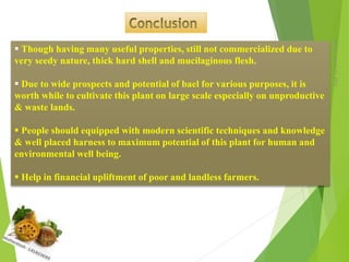 Monday,March23,2015
17
 Though having many useful properties, still not commercialized due to
very seedy nature, thick hard shell and mucilaginous flesh.
 Due to wide prospects and potential of bael for various purposes, it is
worth while to cultivate this plant on large scale especially on unproductive
& waste lands.
 People should equipped with modern scientific techniques and knowledge
& well placed harness to maximum potential of this plant for human and
environmental well being.
 Help in financial upliftment of poor and landless farmers.
 