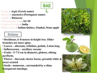 Bael presentation PPT
