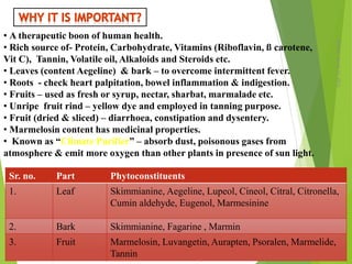 Monday,March23,2015
3
• A therapeutic boon of human health.
• Rich source of- Protein, Carbohydrate, Vitamins (Riboflavin, ß carotene,
Vit C), Tannin, Volatile oil, Alkaloids and Steroids etc.
• Leaves (content Aegeline) & bark – to overcome intermittent fever.
• Roots - check heart palpitation, bowel inflammation & indigestion.
• Fruits – used as fresh or syrup, nectar, sharbat, marmalade etc.
• Unripe fruit rind – yellow dye and employed in tanning purpose.
• Fruit (dried & sliced) – diarrhoea, constipation and dysentery.
• Marmelosin content has medicinal properties.
• Known as “Climate Purifier” – absorb dust, poisonous gases from
atmosphere & emit more oxygen than other plants in presence of sun light.
Sr. no. Part Phytoconstituents
1. Leaf Skimmianine, Aegeline, Lupeol, Cineol, Citral, Citronella,
Cumin aldehyde, Eugenol, Marmesinine
2. Bark Skimmianine, Fagarine , Marmin
3. Fruit Marmelosin, Luvangetin, Aurapten, Psoralen, Marmelide,
Tannin
 