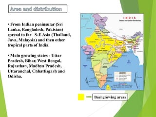 Monday,March23,2015
4
• From Indian peninsular (Sri
Lanka, Bangladesh, Pakistan)
spread to far S-E Asia (Thailand,
Java, Malaysia) and then other
tropical parts of India.
• Main growing states - Uttar
Pradesh, Bihar, West Bengal,
Rajasthan, Madhya Pradesh,
Uttaranchal, Chhattisgarh and
Odisha.
Bael growing areas
 