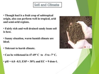 Monday,March23,2015
5
• Though bael is a fruit crop of subtropical
origin, also can perform well in tropical, arid
and semi-arid regions.
• Fairly rich and well drained sandy loam soil
is best.
• Sunny situation, warm humid climate are
ideal.
• Tolerant to harsh climate.
• Can be withstand in 47-49º C to -5 to -7º C.
• pH = 6.0 –8.5, ESP = 30% and EC = 9 dsm‐1.
 