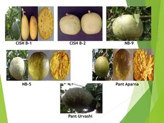 Monday,March23,2015
8
CISH B-1 CISH B-2 NB-9
NB-5 Pant Aparna
Pant Urvashi
 