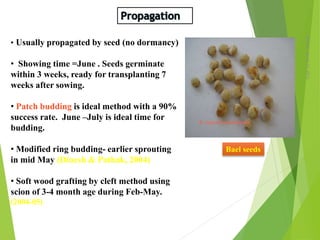 Monday,March23,2015
9
• Usually propagated by seed (no dormancy)
• Showing time =June . Seeds germinate
within 3 weeks, ready for transplanting 7
weeks after sowing.
• Patch budding is ideal method with a 90%
success rate. June –July is ideal time for
budding.
• Modified ring budding- earlier sprouting
in mid May (Dinesh & Pathak, 2004)
• Soft wood grafting by cleft method using
scion of 3-4 month age during Feb-May.
(2004-05)
Bael seeds
 