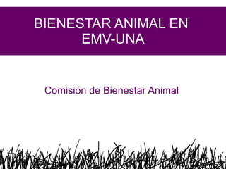 BIENESTAR ANIMAL EN  EMV-UNA Comisión de Bienestar Animal  