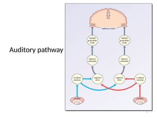 BRAINSTEM EVOKED AUDITORY RESPONSE and VEP (VISUAL EVOKED POTENTIALS ...