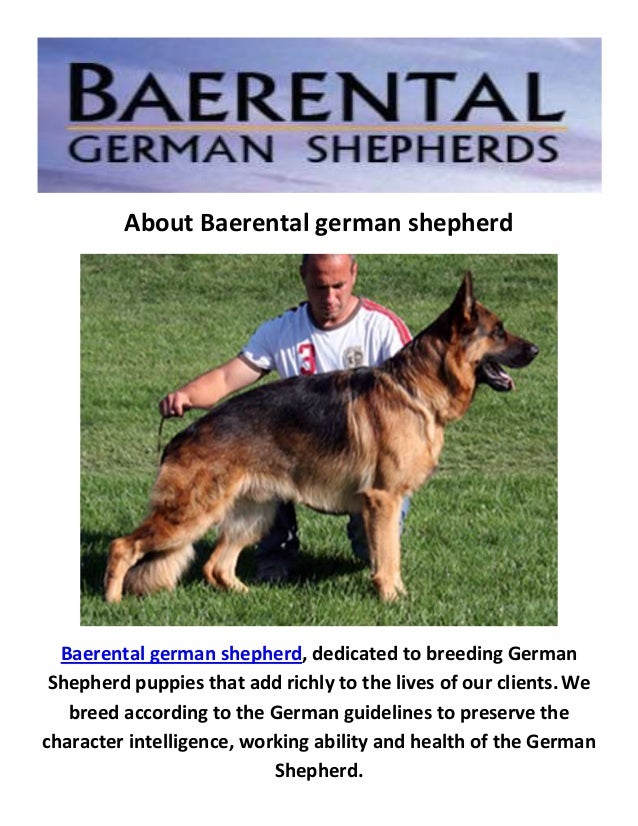 good german shepherd breeders