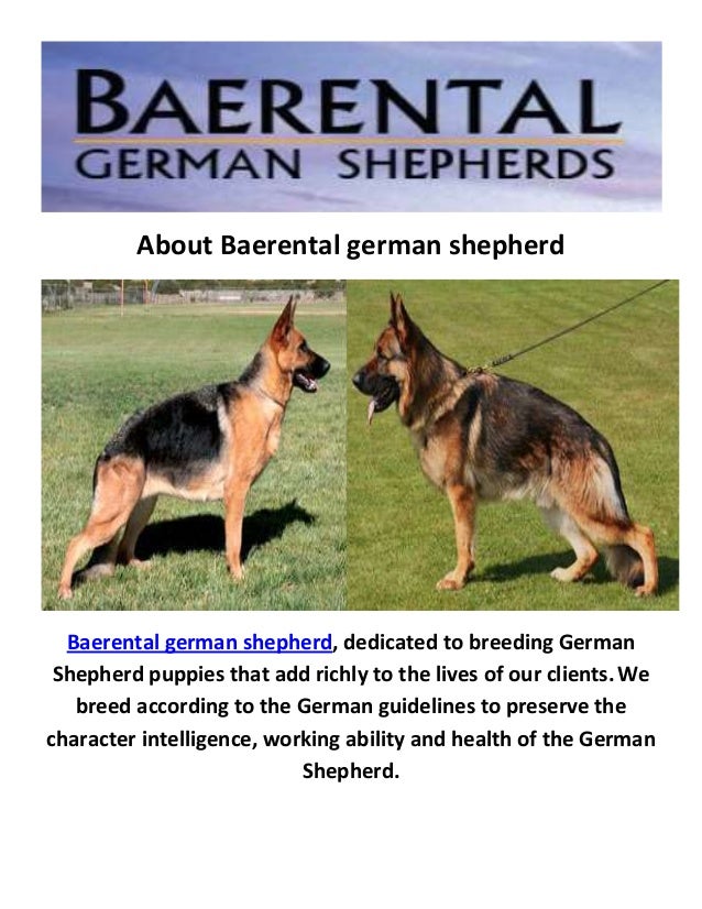 58 HQ Pictures German Shepherd Puppies For Sale In Va / German Shepherd Breeders & Puppies For Sale In California