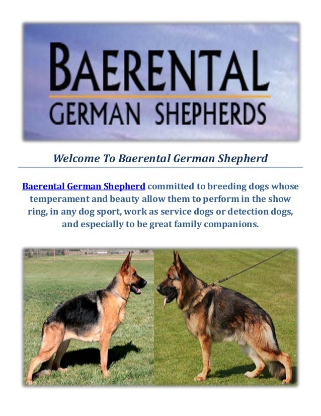 german shepherd puppies for sale in ma baerental german shepherd puppies for sale in massachusetts german shepherd puppies for sale in ma baerental german shepherd puppies for sale in massachusetts