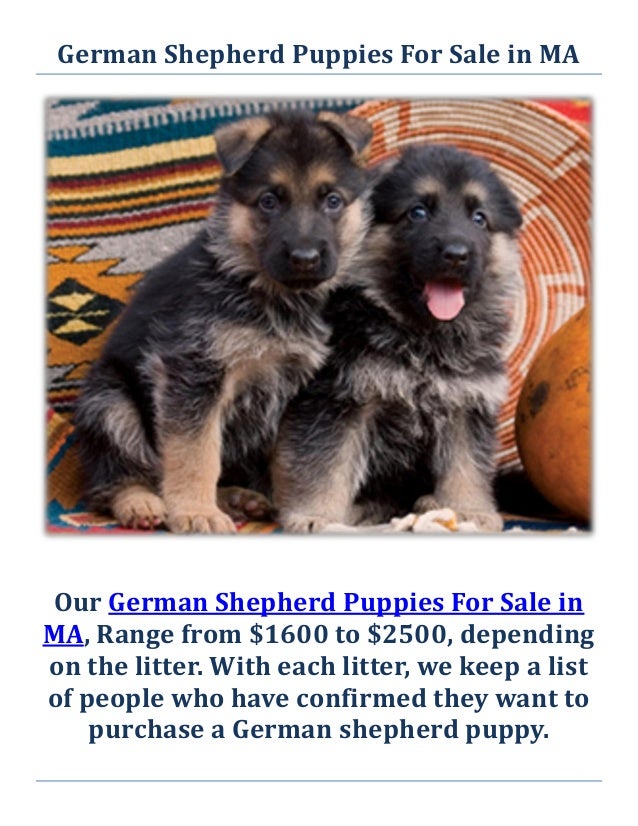 Service Dogs For Sale Massachusetts Service Dogs For Sale Massachusetts