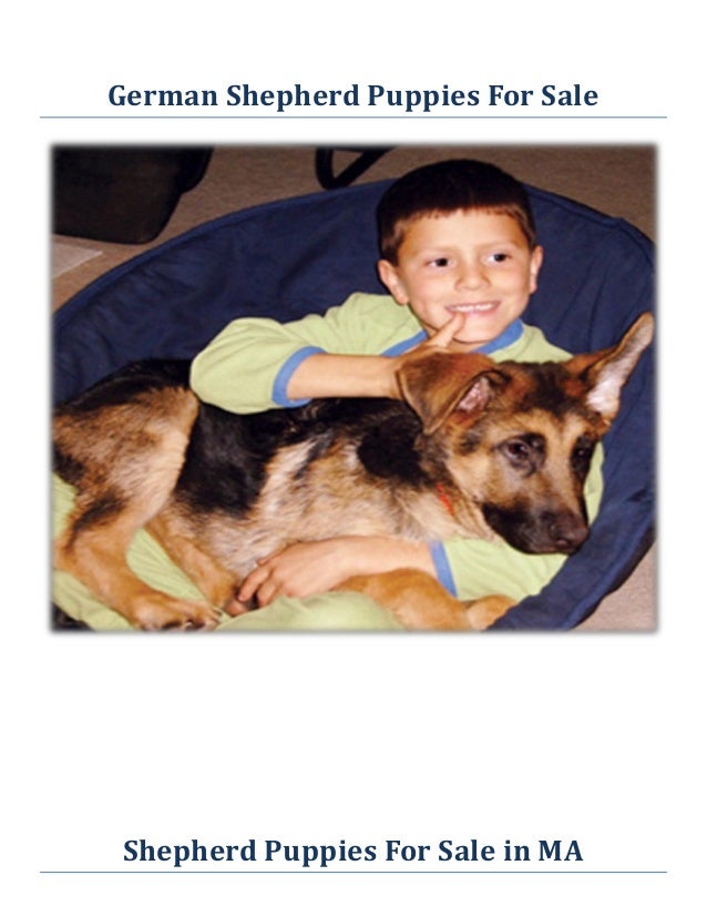 german shepherd puppies for sale in new mexico baerental german shepherd puppies for sale in massachusetts german shepherd puppies for sale in new mexico baerental german shepherd puppies for sale in massachusetts
