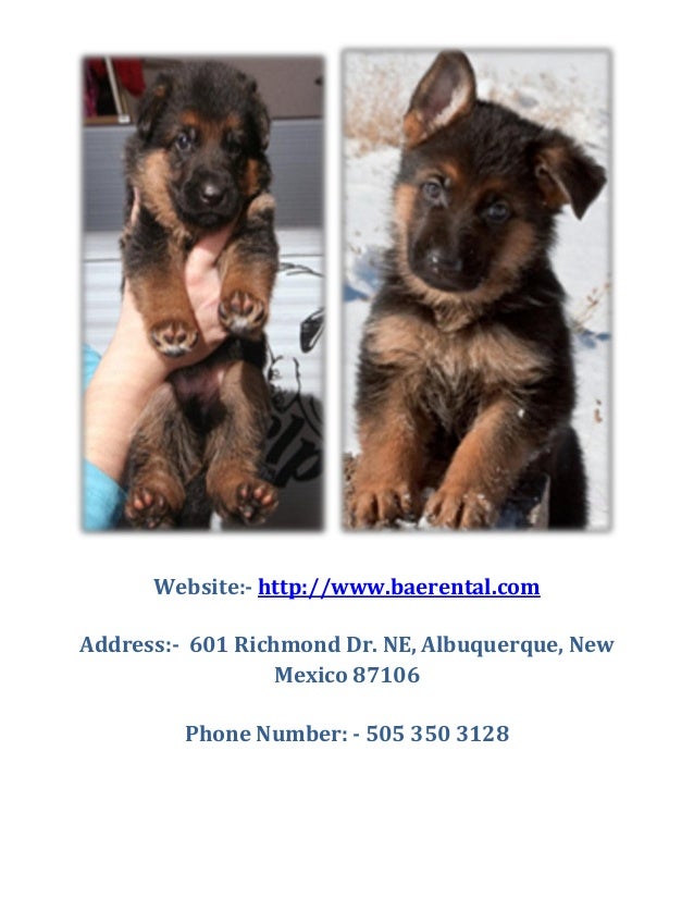 Baerental German Shepherd Puppies For Sale in Massachusetts