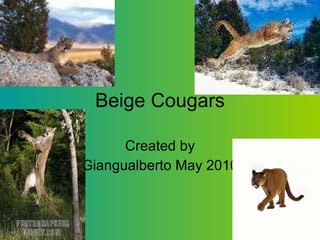 Beige Cougars Created by Giangualberto May 2010 