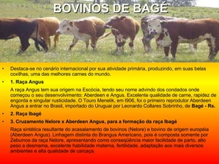 Destaca-se no cenário internacional por sua atividade primária, produzindo, em suas belas coxilhas, uma das melhores carnes do mundo. 1. Raça Angus A raça Angus tem sua origem na Escócia, tendo seu nome advindo dos condados onde começou o seu desenvolvimento: Aberdeen e Angus. Excelente qualidade de carne, rapidez de engorda e singular rusticidade. O Touro Menelik, em l906, foi o primeiro reprodutor Aberdeen Angus a entrar no Brasil, importado do Uruguai por Leonardo Collares Sobrinho, de  Bagé - Rs. 2. Raça Ibagé 3. Cruzamento Nelore x Aberdeen Angus, para a formação da raça Ibagé Raça sintética resultante do acasalamento de bovinos (Nelore) e bovino de origem européia (Aberdeen Angus). Linhagem distinta do Brangus Americano, pois é composta somente por Zebuinos da raça Nelore, apresentando como conseqüência maior facilidade de parto, alto peso a desmama, excelente habilidade materna, fertilidade, adaptação aos mais diversos ambientes e alta qualidade de carcaça.  BOVINOS DE BAGÉ 