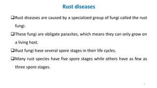Rust Parasites Common diseases of Wheat as observed in India | PDF