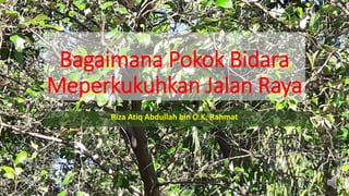 Bagaimana Pokok Bidara
Meperkukuhkan Jalan Raya
Riza Atiq Abdullah bin O.K. Rahmat
 
