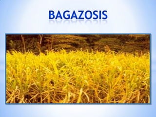 bagazosis 