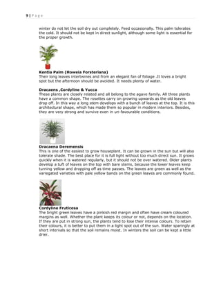 9 | P a g e
winter do not let the soil dry out completely. Feed occasionally. This palm tolerates
the cold. It should not be kept in direct sunlight, although some light is essential for
the proper growth.
Kentia Palm (Howeia Forsteriana)
Their long leaves intertwines and from an elegant fan of foliage .It loves a bright
spot but the afternoon should be avoided. It needs plenty of water.
Dracaens ,Cordyline & Yucca
These plants are closely related and all belong to the agave family. All three plants
have a common shape. The rosettes carry on growing upwards as the old leaves
drop off. In this way a long stem develops with a bunch of leaves at the top. It is this
architectural shape, which has made them so popular in modern interiors. Besides,
they are very strong and survive even in un-favourable conditions.
Dracaena Deremensis
This is one of the easiest to grow houseplant. It can be grown in the sun but will also
tolerate shade. The best place for it is full light without too much direct sun. It grows
quickly when it is watered regularly, but it should not be over watered. Older plants
develop a tuft of leaves on the top with bare stems, because the lower leaves keep
turning yellow and dropping off as time passes. The leaves are green as well as the
variegated varieties with pale yellow bands on the green leaves are commonly found.
Cordyline Fruticosa
The bright green leaves have a pinkish red margin and often have cream coloured
margins as well. Whether the plant keeps its colour or not, depends on the location.
If they are put in strong sun, the plants tend to lose their intense colours. To retain
their colours, it is better to put them in a light spot out of the sun. Water sparingly at
short intervals so that the soil remains moist. In winters the soil can be kept a little
drier.
 