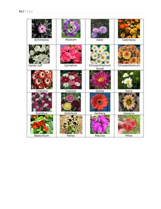15 | P a g e
Achimenes Alyssum Aster Calendula
Candy tuff Carnation Chrysanthemum
Small
Chrysanthemum
Cineraria Cosmos Dahlia Daisy
Dianthus Hollyhock Gerbera Gazaina
Nasturtium Pansy Petunia Phlox
 