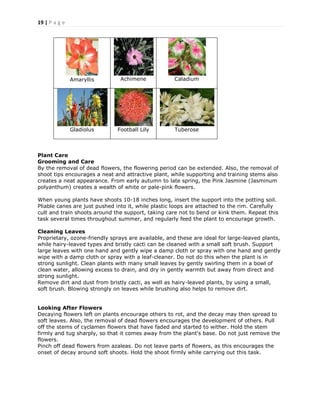 19 | P a g e
Amaryllis Achimene Caladium
Gladiolus Football Lily Tuberose
Plant Care
Grooming and Care
By the removal of dead flowers, the flowering period can be extended. Also, the removal of
shoot tips encourages a neat and attractive plant, while supporting and training stems also
creates a neat appearance. From early autumn to late spring, the Pink Jasmine (Jasminum
polyanthum) creates a wealth of white or pale-pink flowers.
When young plants have shoots 10-18 inches long, insert the support into the potting soil.
Pliable canes are just pushed into it, while plastic loops are attached to the rim. Carefully
cult and train shoots around the support, taking care not to bend or kink them. Repeat this
task several times throughout summer, and regularly feed the plant to encourage growth.
Cleaning Leaves
Proprietary, ozone-friendly sprays are available, and these are ideal for large-leaved plants,
while hairy-leaved types and bristly cacti can be cleaned with a small soft brush. Support
large leaves with one hand and gently wipe a damp cloth or spray with one hand and gently
wipe with a damp cloth or spray with a leaf-cleaner. Do not do this when the plant is in
strong sunlight. Clean plants with many small leaves by gently swirling them in a bowl of
clean water, allowing excess to drain, and dry in gently warmth but away from direct and
strong sunlight.
Remove dirt and dust from bristly cacti, as well as hairy-leaved plants, by using a small,
soft brush. Blowing strongly on leaves while brushing also helps to remove dirt.
Looking After Flowers
Decaying flowers left on plants encourage others to rot, and the decay may then spread to
soft leaves. Also, the removal of dead flowers encourages the development of others. Pull
off the stems of cyclamen flowers that have faded and started to wither. Hold the stem
firmly and tug sharply, so that it comes away from the plant's base. Do not just remove the
flowers.
Pinch off dead flowers from azaleas. Do not leave parts of flowers, as this encourages the
onset of decay around soft shoots. Hold the shoot firmly while carrying out this task.
 