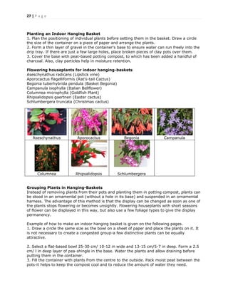 27 | P a g e
Planting an Indoor Hanging Basket
1. Plan the positioning of individual plants before setting them in the basket. Draw a circle
the size of the container on a piece of paper and arrange the plants.
2. Form a thin layer of gravel in the container's base to ensure water can run freely into the
drip tray. If there are just a few large holes, place broken pieces of clay pots over them.
3. Cover the base with peat-based potting compost, to which has been added a handful of
charcoal. Also, clay particles help in moisture retention.
Flowering houseplants for indoor hanging-baskets
Aseschynathus radicans (Lipstick vine)
Aporocactus flagelliformis (Rat's-tail Cactus)
Begonia tuberhybrida pendula (Basket Begonia)
Campanula isophylla (Italian Bellflower)
Columnea microphylla (Goldfish Plant)
Rhipsalidopsis gaertneri (Easter cactus)
Schlumbergera truncata (Christmas cactus)
Aseschynathus Aporocactus Begonia Campanula
Columnea Rhipsalidopsis Schlumbergera
Grouping Plants in Hanging-Baskets
Instead of removing plants from their pots and planting them in potting compost, plants can
be stood in an ornamental pot (without a hole in its base) and suspended in an ornamental
harness. The advantage of this method is that the display can be changed as soon as one of
the plants stops flowering or becomes unsightly. Flowering houseplants with short seasons
of flower can be displayed in this way, but also use a few foliage types to give the display
permanency.
Example of how to make an indoor hanging basket is given on the following pages.
1. Draw a circle the same size as the bowl on a sheet of paper and place the plants on it. It
is not necessary to create a congested group-a few distinctive plants can be equally
attractive.
2. Select a flat-based bowl 25-30 cm/ 10-12 in wide and 13-15 cm/5-7 in deep. Form a 2.5
cm/ l in deep layer of pea-shingle in the base. Water the plants and allow draining before
putting them in the container.
3. Fill the container with plants from the centre to the outside. Pack moist peat between the
pots-it helps to keep the compost cool and to reduce the amount of water they need.
 
