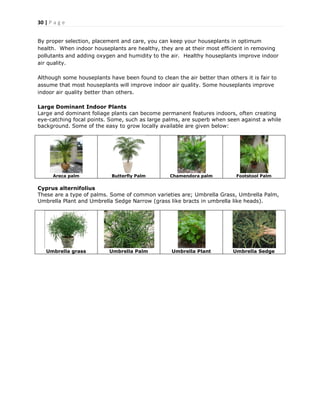 30 | P a g e
By proper selection, placement and care, you can keep your houseplants in optimum
health. When indoor houseplants are healthy, they are at their most efficient in removing
pollutants and adding oxygen and humidity to the air. Healthy houseplants improve indoor
air quality.
Although some houseplants have been found to clean the air better than others it is fair to
assume that most houseplants will improve indoor air quality. Some houseplants improve
indoor air quality better than others.
Large Dominant Indoor Plants
Large and dominant foliage plants can become permanent features indoors, often creating
eye-catching focal points. Some, such as large palms, are superb when seen against a while
background. Some of the easy to grow locally available are given below:
Areca palm Butterfly Palm Chamendora palm Footstool Palm
Cyprus alternifolius
These are a type of palms. Some of common varieties are; Umbrella Grass, Umbrella Palm,
Umbrella Plant and Umbrella Sedge Narrow (grass like bracts in umbrella like heads).
Umbrella grass Umbrella Palm Umbrella Plant Umbrella Sedge
 