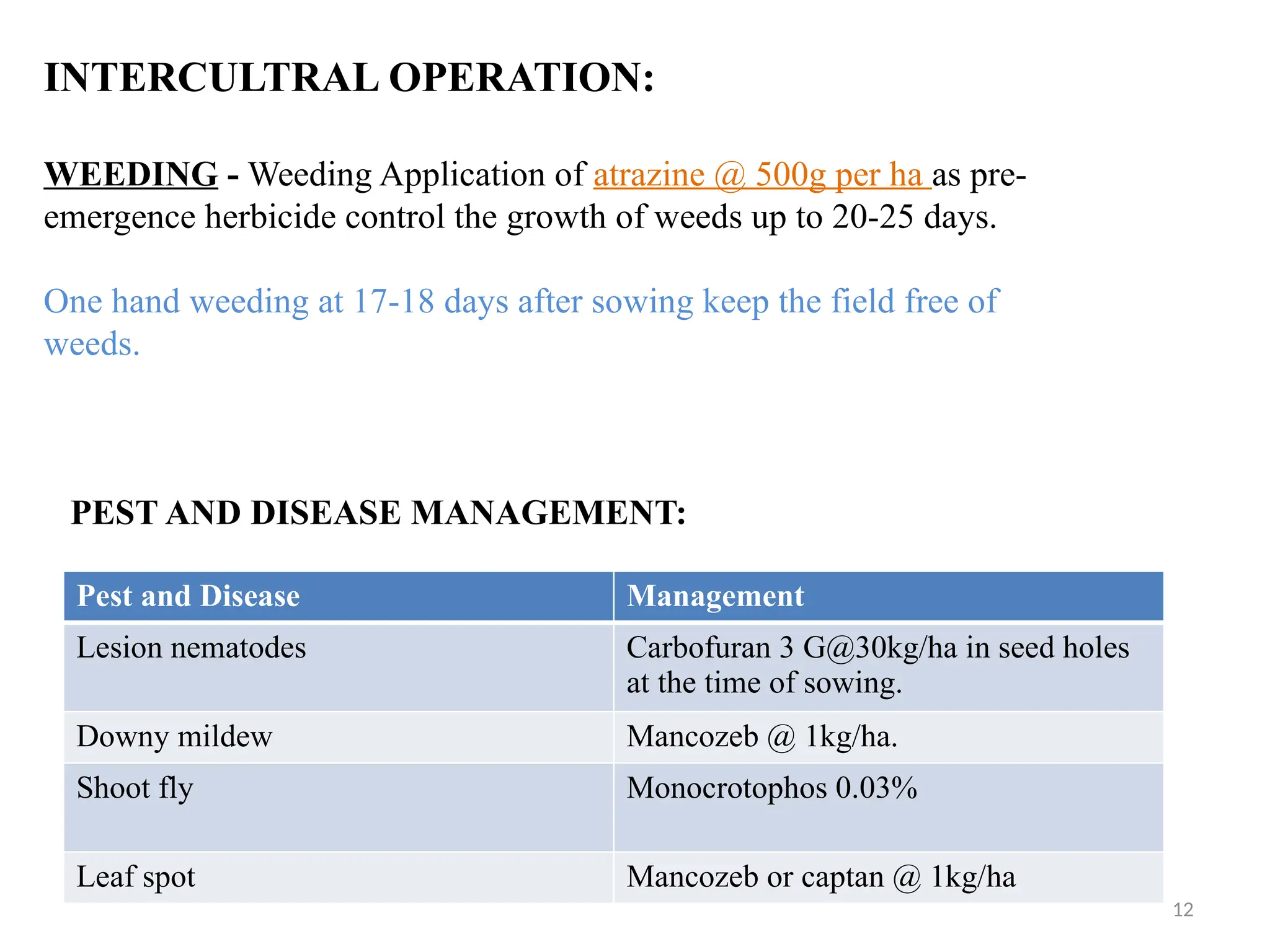12
INTERCULTRAL OPERATION:
WEEDING - Weeding Application of atrazine @ 500g per ha as pre-
emergence herbicide control the growth of weeds up to 20-25 days.
One hand weeding at 17-18 days after sowing keep the field free of
weeds.
PEST AND DISEASE MANAGEMENT:
Pest and Disease Management
Lesion nematodes Carbofuran 3 G@30kg/ha in seed holes
at the time of sowing.
Downy mildew Mancozeb @ 1kg/ha.
Shoot fly Monocrotophos 0.03%
Leaf spot Mancozeb or captan @ 1kg/ha
 