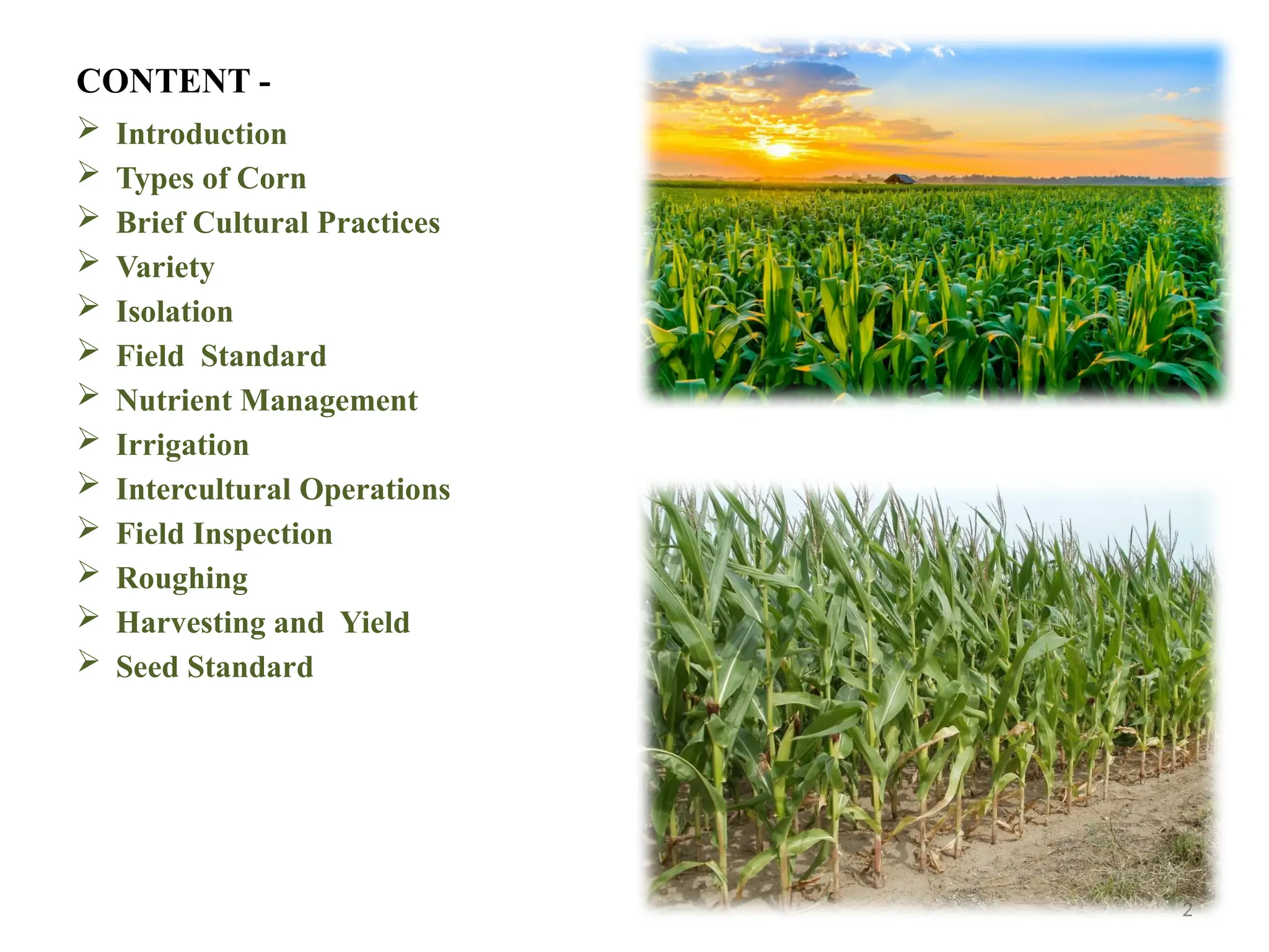 2
CONTENT -
 Introduction
 Types of Corn
 Brief Cultural Practices
 Variety
 Isolation
 Field Standard
 Nutrient Management
 Irrigation
 Intercultural Operations
 Field Inspection
 Roughing
 Harvesting and Yield
 Seed Standard
 