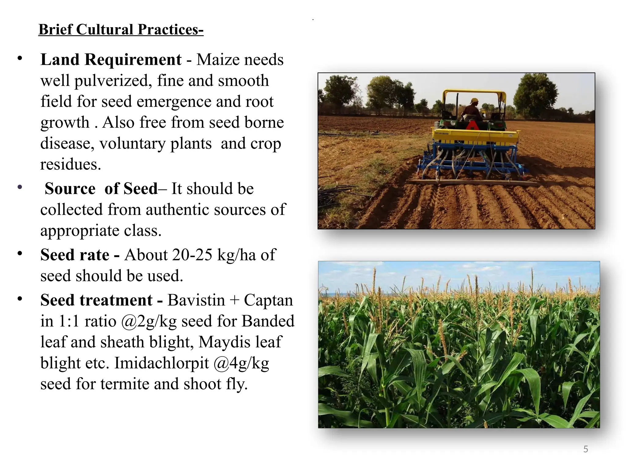 5
.
• Land Requirement - Maize needs
well pulverized, fine and smooth
field for seed emergence and root
growth . Also free from seed borne
disease, voluntary plants and crop
residues.
• Source of Seed– It should be
collected from authentic sources of
appropriate class.
• Seed rate - About 20-25 kg/ha of
seed should be used.
• Seed treatment - Bavistin + Captan
in 1:1 ratio @2g/kg seed for Banded
leaf and sheath blight, Maydis leaf
blight etc. Imidachlorpit @4g/kg
seed for termite and shoot fly.
Brief Cultural Practices-
 