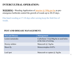12
INTERCULTRAL OPERATION:
WEEDING - Weeding Application of atrazine @ 500g per ha as pre-
emergence herbicide control the growth of weeds up to 20-25 days.
One hand weeding at 17-18 days after sowing keep the field free of
weeds.
PEST AND DISEASE MANAGEMENT:
Pest and Disease Management
Lesion nematodes Carbofuran 3 G@30kg/ha in seed holes
at the time of sowing.
Downy mildew Mancozeb @ 1kg/ha.
Shoot fly Monocrotophos 0.03%
Leaf spot Mancozeb or captan @ 1kg/ha
 