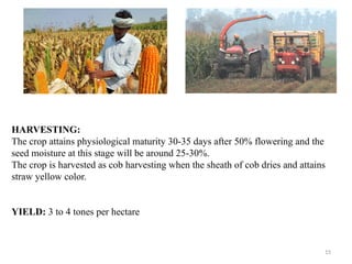 15
HARVESTING:
The crop attains physiological maturity 30-35 days after 50% flowering and the
seed moisture at this stage will be around 25-30%.
The crop is harvested as cob harvesting when the sheath of cob dries and attains
straw yellow color.
YIELD: 3 to 4 tones per hectare
 