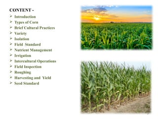 2
CONTENT -
 Introduction
 Types of Corn
 Brief Cultural Practices
 Variety
 Isolation
 Field Standard
 Nutrient Management
 Irrigation
 Intercultural Operations
 Field Inspection
 Roughing
 Harvesting and Yield
 Seed Standard
 