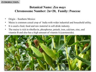 3
Botanical Name: Zea mays
Chromosome Number: 2n=20, Family: Poaceae
• Origin – Southern Mexico
• Maize is common cereal crop of India with wider industrial and household utility.
• It is used a feed, food and raw material in soft drink industry.
• The maize is rich in riboflavin, phosphorus, potash, iron, calcium, zinc, and
vitamin B and also has a high amount of vitamin A (carotenoids).
INTRODUCTION-
 