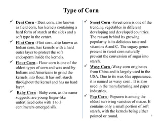 4
Type of Corn
 Dent Corn - Dent corn, also known
as field corn, has kernels containing a
hard form of starch at the sides and a
soft type in the center.
 Flint Corn -Flint corn, also known as
Indian corn, has kernels with a hard
outer layer to protect the soft
endosperm inside the kernels.
 Flour Corn - Flour corn is one of the
oldest types of corn and was used by
Indians and Americans to grind the
kernels into flour. It has soft starch
throughout the kernel and has no hard
layer.
 Baby Corn - Baby corn, as the name
suggests, are young finger-like
unfertilized cobs with 1 to 3
centimeters emerged silk.
 Sweet Corn -Sweet corn is one of the
trending vegetables in different
developing and developed countries.
The reason behind its growing
popularity is its delicious taste and
vitamins A and C. The sugary genes
present in sweet corn naturally
prevent the conversion of sugar into
starch.
 Waxy Corn -Waxy corn originates
from China and is largely used in the
USA. Due to its wax-like appearance,
it is named as waxy corn . It is also
used in the manufacturing and paper
industries.
 Pop Corn - Popcorn is among the
oldest surviving varieties of maize. It
contains only a small portion of soft
starch, with the kernels being either
pointed or round.
 