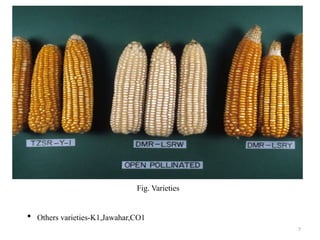 7
Fig. Varieties
 Others varieties-K1,Jawahar,CO1
 