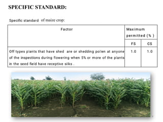 9
SPECIFIC STANDARD:
Of maize
of maize crop:
 
