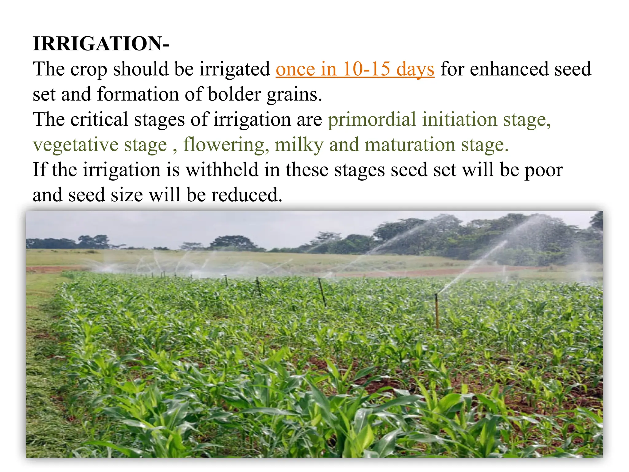 11
IRRIGATION-
The crop should be irrigated once in 10-15 days for enhanced seed
set and formation of bolder grains.
The critical stages of irrigation are primordial initiation stage,
vegetative stage , flowering, milky and maturation stage.
If the irrigation is withheld in these stages seed set will be poor
and seed size will be reduced.
 