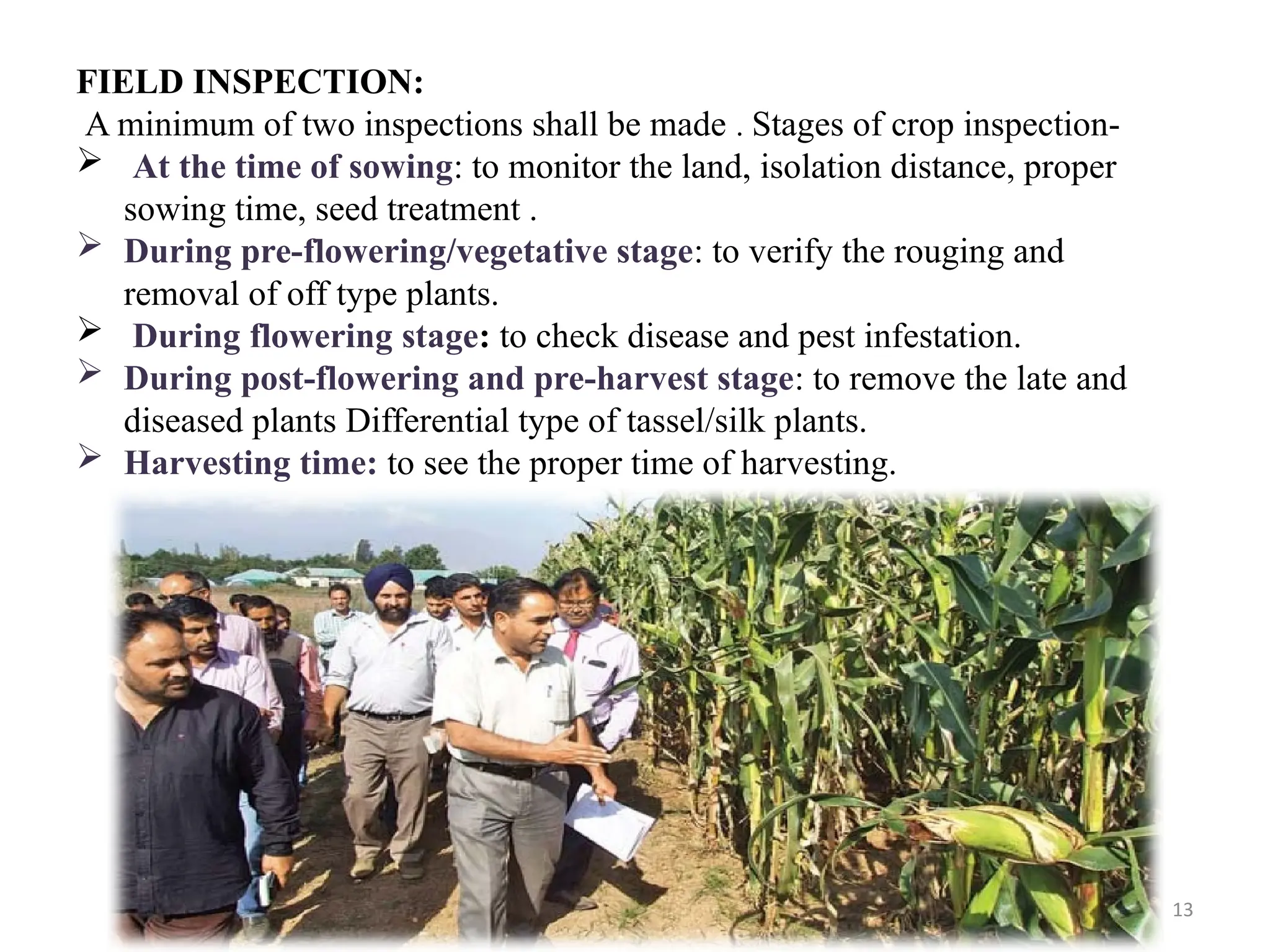 13
FIELD INSPECTION:
A minimum of two inspections shall be made . Stages of crop inspection-
 At the time of sowing: to monitor the land, isolation distance, proper
sowing time, seed treatment .
 During pre-flowering/vegetative stage: to verify the rouging and
removal of off type plants.
 During flowering stage: to check disease and pest infestation.
 During post-flowering and pre-harvest stage: to remove the late and
diseased plants Differential type of tassel/silk plants.
 Harvesting time: to see the proper time of harvesting.
 
