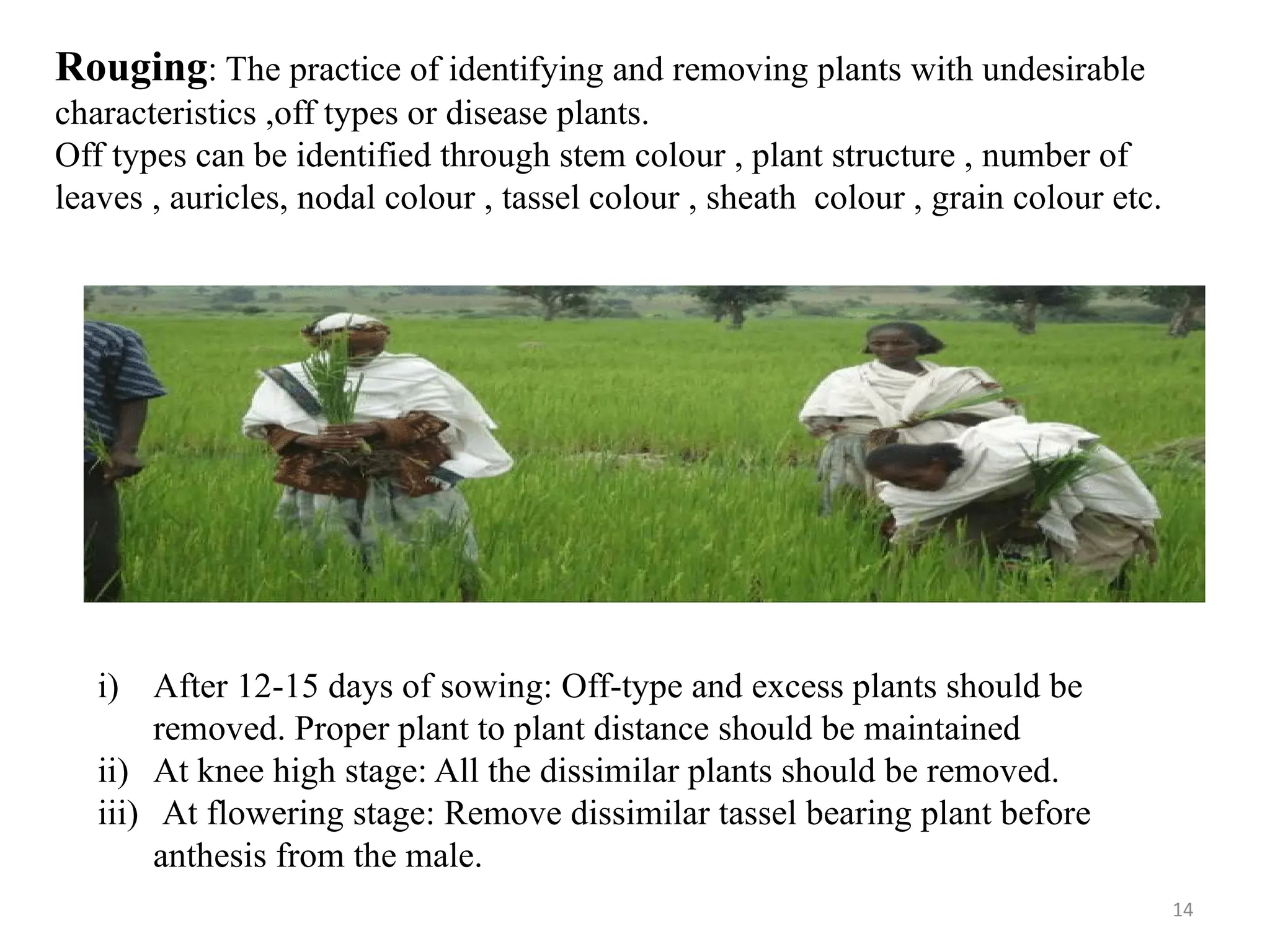 14
Rouging: The practice of identifying and removing plants with undesirable
characteristics ,off types or disease plants.
Off types can be identified through stem colour , plant structure , number of
leaves , auricles, nodal colour , tassel colour , sheath colour , grain colour etc.
i) After 12-15 days of sowing: Off-type and excess plants should be
removed. Proper plant to plant distance should be maintained
ii) At knee high stage: All the dissimilar plants should be removed.
iii) At flowering stage: Remove dissimilar tassel bearing plant before
anthesis from the male.
 