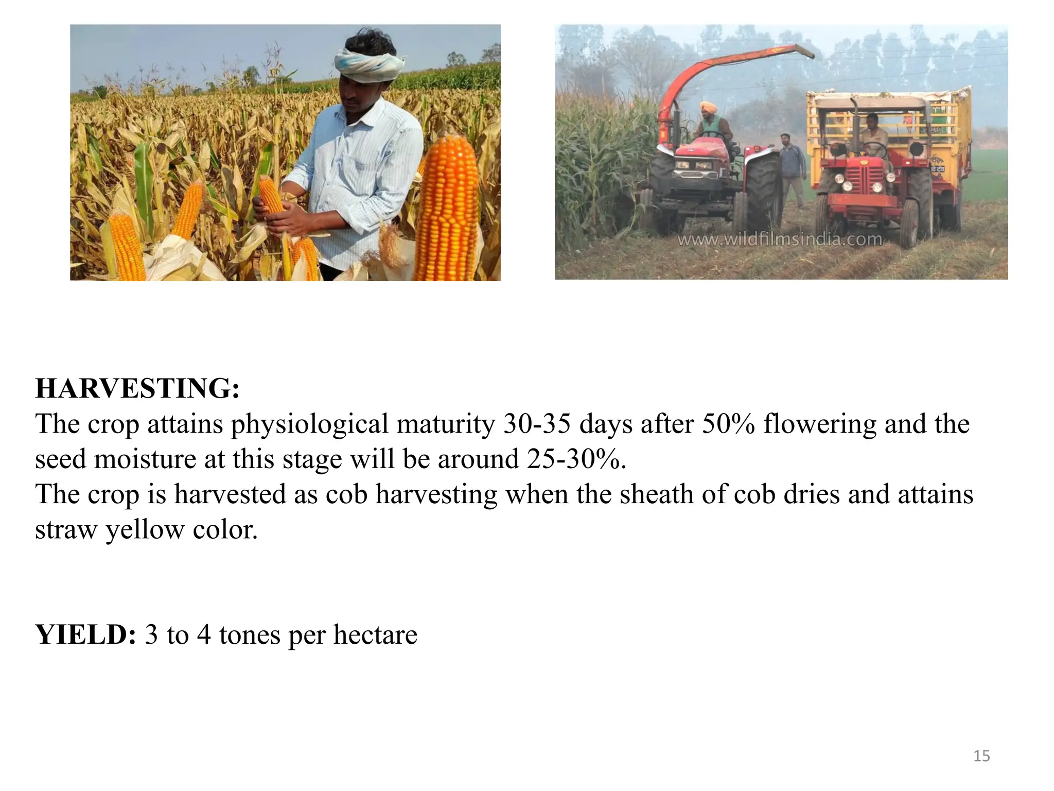 15
HARVESTING:
The crop attains physiological maturity 30-35 days after 50% flowering and the
seed moisture at this stage will be around 25-30%.
The crop is harvested as cob harvesting when the sheath of cob dries and attains
straw yellow color.
YIELD: 3 to 4 tones per hectare
 