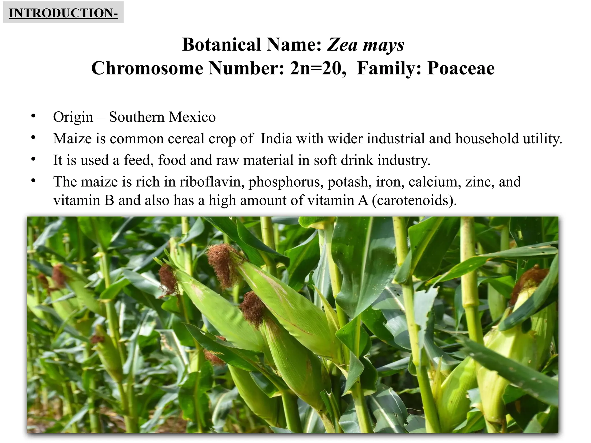 3
Botanical Name: Zea mays
Chromosome Number: 2n=20, Family: Poaceae
• Origin – Southern Mexico
• Maize is common cereal crop of India with wider industrial and household utility.
• It is used a feed, food and raw material in soft drink industry.
• The maize is rich in riboflavin, phosphorus, potash, iron, calcium, zinc, and
vitamin B and also has a high amount of vitamin A (carotenoids).
INTRODUCTION-
 