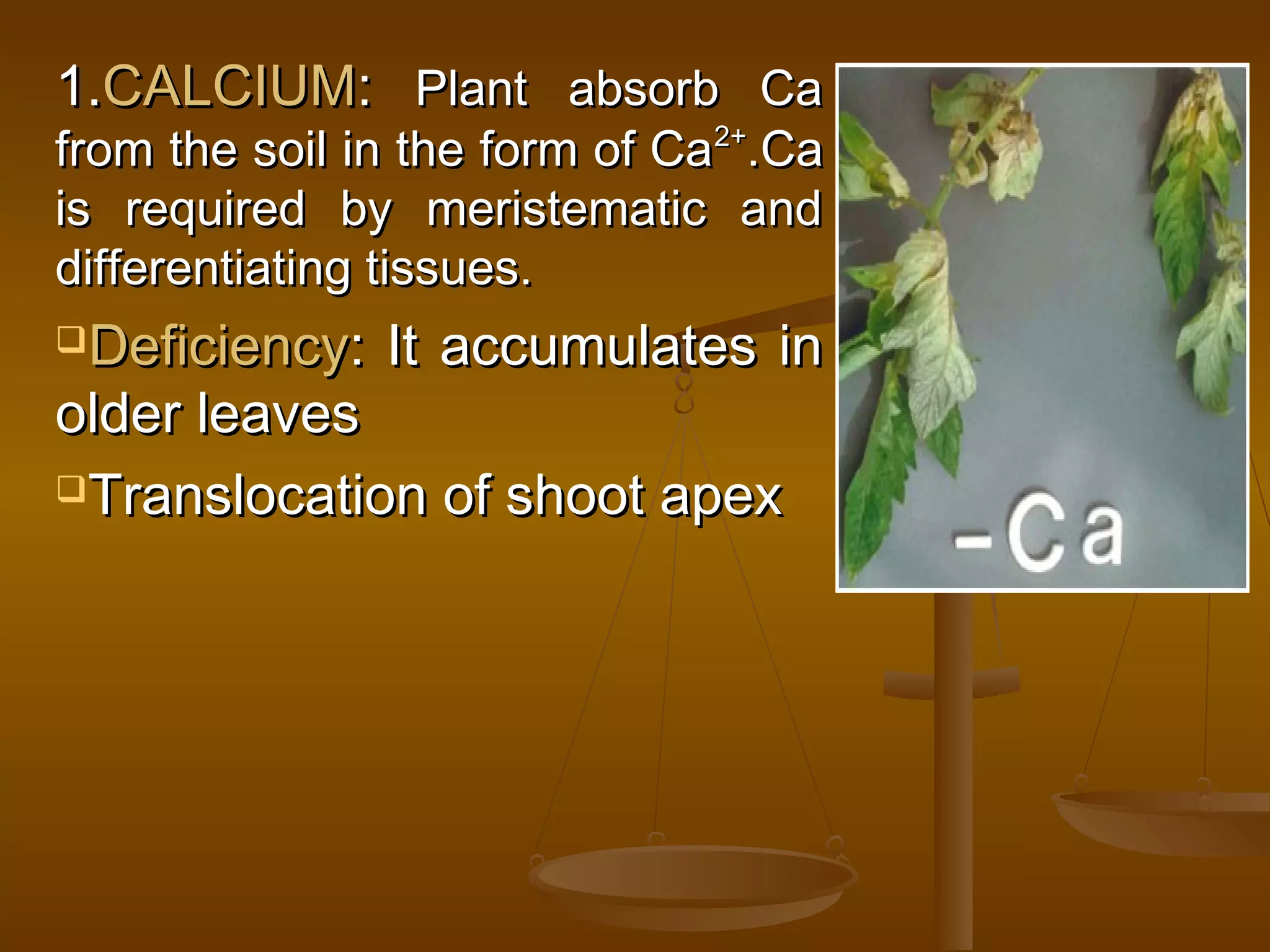 1.1.CALCIUMCALCIUM:: Plant absorb CaPlant absorb Ca
from the soil in the form of Cafrom the soil in the form of Ca2+2+
.Ca.Ca
is required by meristematic andis required by meristematic and
differentiating tissues.differentiating tissues.
DeficiencyDeficiency: It accumulates in: It accumulates in
older leavesolder leaves
Translocation of shoot apexTranslocation of shoot apex
 