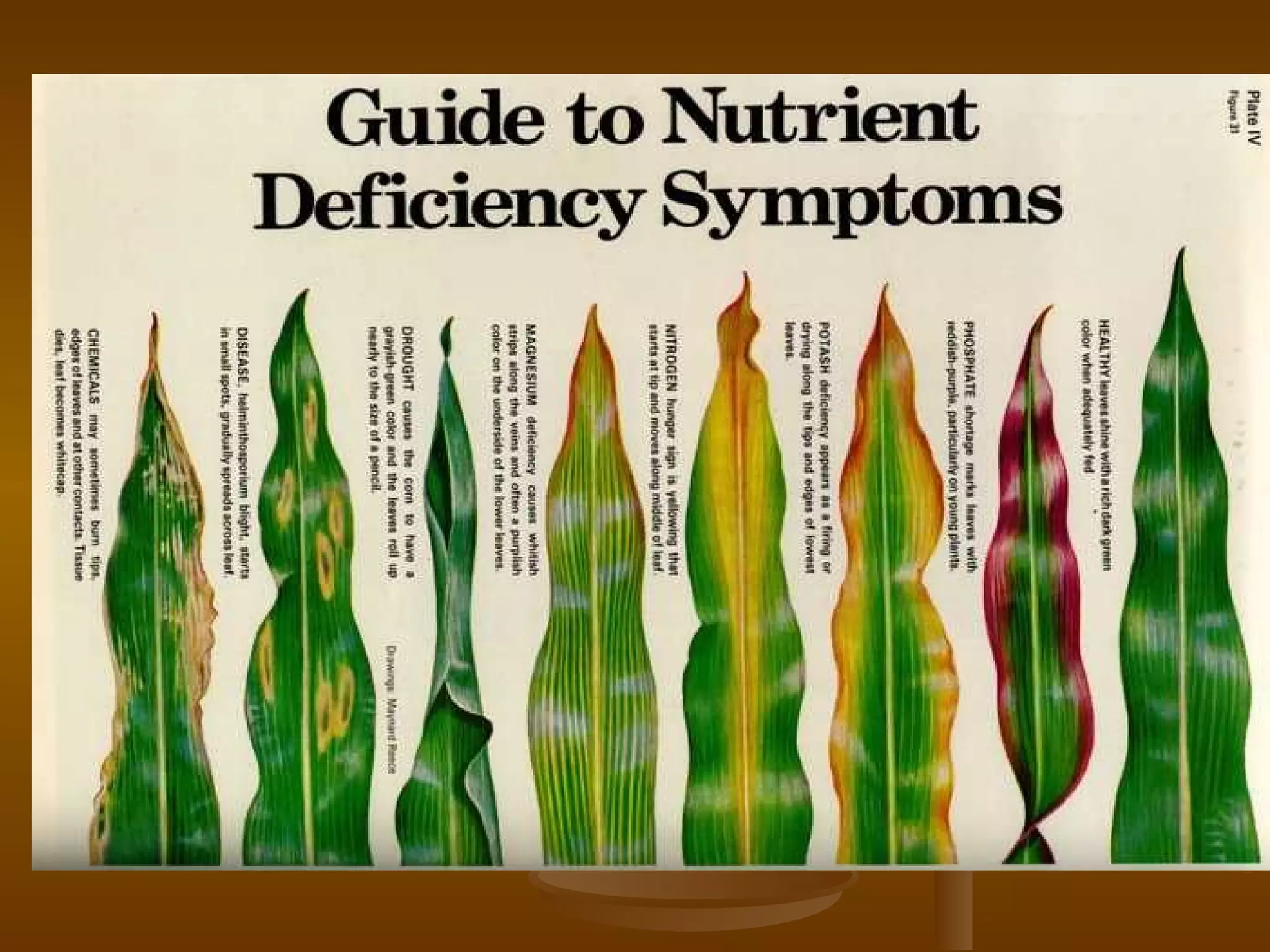 MICRO AND MACRO NUTRITION IN PLANT 