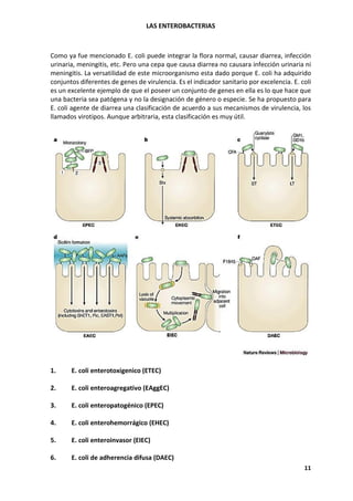 LAS ENTEROBACTERIAS
11
Como ya fue mencionado E. coli puede integrar la flora normal, causar diarrea, infección
urinaria, meningitis, etc. Pero una cepa que causa diarrea no causara infección urinaria ni
meningitis. La versatilidad de este microorganismo esta dado porque E. coli ha adquirido
conjuntos diferentes de genes de virulencia. Es el indicador sanitario por excelencia. E. coli
es un excelente ejemplo de que el poseer un conjunto de genes en ella es lo que hace que
una bacteria sea patógena y no la designación de género o especie. Se ha propuesto para
E. coli agente de diarrea una clasificación de acuerdo a sus mecanismos de virulencia, los
llamados virotipos. Aunque arbitraria, esta clasificación es muy útil.
1. E. coli enterotoxigenico (ETEC)
2. E. coli enteroagregativo (EAggEC)
3. E. coli enteropatogénico (EPEC)
4. E. coli enterohemorrágico (EHEC)
5. E. coli enteroinvasor (EIEC)
6. E. coli de adherencia difusa (DAEC)
 