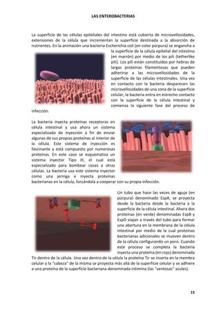 LAS ENTEROBACTERIAS
15
La superficie de las células epiteliales del intestino está cubierta de microvellosidades,
extensiones de la célula que incrementan la superficie destinada a la absorción de
nutrientes. En la animación una bacteria Escherichia coli (en color púrpura) se engancha a
la superficie de la célula epitelial del intestino
(en marrón) por medio de los pili (tetherlike
pili). Los pili están constituidos por hebras de
largas proteínas filamentosas que pueden
adherirse a las microvellosidades de la
superficie de las células intestinales. Una vez
en contacto con la bacteria desparecen las
microvellosidades de una zona de la superficie
celular, la bacteria entra en estrecho contacto
con la superficie de la célula intestinal y
comienza la siguiente fase del proceso de
infección.
La bacteria inyecta proteínas receptoras en
célula intestinal y usa ahora un sistema
especializado de inyección a fin de enviar
algunas de sus propias proteínas al interior de
la célula. Este sistema de inyección es
fascinante y está compuesto por numerosas
proteínas. En este caso se esquematiza un
sistema inyector Tipo III, el cual está
especializado para bombear cosas a otras
células. La bacteria usa este sistema inyector
como una jeringa e inyecta proteínas
bacterianas en la célula, forzándola a cooperar con su propia infección.
Un tubo que hace las veces de aguja (en
púrpura) denominado EspA, se proyecta
desde la bacteria desde la bacteria a la
superficie de la célula intestinal. Ahora dos
proteínas (en verde) denominadas EspB y
EspD viajan a través del tubo para formar
una abertura en la membrana de la célula
intestinal por medio de la cual proteínas
bacterianas adicionales se mueven dentro
de la célula configurando un poro. Cuando
este proceso se completa la bacteria
inyecta una proteína (en rojo) denominada
Tir dentro de la célula. Una vez dentro de la célula la proteína Tir se inserta en la membra
celular y la "cabeza" de la misma se proyecta más allá de la superficie celular y se adhiere
a una proteína de la superficie bacteriana denominada intimina (las "ventosas" azules).
 
