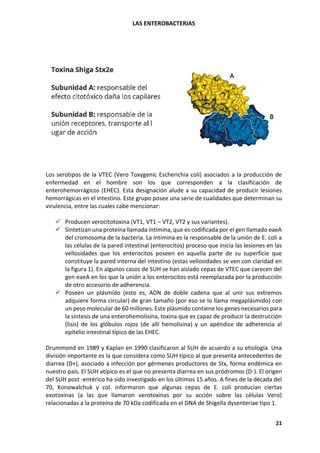 LAS ENTEROBACTERIAS
21
Los serotipos de la VTEC (Vero Toxygenic Escherichia coli) asociados a la producción de
enfermedad en el hombre son los que corresponden a la clasificación de
enterohemorrágicos (EHEC). Esta designación alude a su capacidad de producir lesiones
hemorrágicas en el intestino. Este grupo posee una serie de cualidades que determinan su
virulencia, entre las cuales cabe mencionar:
✓ Producen verocitotoxina (VT1, VT1 – VT2, VT2 y sus variantes).
✓ Sintetizan una proteína llamada intimina, que es codificada por el gen llamado eaeA
del cromosoma de la bacteria. La intimina es la responsable de la unión de E. coli a
las células de la pared intestinal (enterocitos) proceso que inicia las lesiones en las
vellosidades que los enterocitos poseen en aquella parte de su superficie que
constituye la pared interna del intestino (estas vellosidades se ven con claridad en
la figura 1). En algunos casos de SUH se han aislado cepas de VTEC que carecen del
gen eaeA en los que la unión a los enterocitos está reemplazada por la producción
de otro accesorio de adherencia.
✓ Poseen un plásmido (esto es, ADN de doble cadena que al unir sus extremos
adquiere forma circular) de gran tamaño (por eso se lo llama megaplásmido) con
un peso molecular de 60 millones. Este plásmido contiene los genes necesarios para
la síntesis de una enterohemolisina, toxina que es capaz de producir la destrucción
(lisis) de los glóbulos rojos (de allí hemolisina) y un apéndice de adherencia al
epitelio intestinal típico de las EHEC.
Drummond en 1989 y Kaplan en 1990 clasificaron al SUH de acuerdo a su etiología. Una
división importante es la que considera como SUH típico al que presenta antecedentes de
diarrea (D+), asociado a infección por gérmenes productores de Stx, forma endémica en
nuestro país. El SUH atípico es el que no presenta diarrea en sus pródromos (D-). El origen
del SUH post -entérico ha sido investigado en los últimos 15 años. A fines de la década del
70, Konowalchuk y col. informaron que algunas cepas de E. coli producían ciertas
exotoxinas (a las que llamaron verotoxinas por su acción sobre las células Vero)
relacionadas a la proteína de 70 kDa codificada en el DNA de Shigella dysenteriae tipo 1.
 