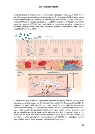 LAS ENTEROBACTERIAS
22
El significado clínico de estas toxinas permaneció desconocido hasta que, en 1983, Riley y
col. informaron una asociación entre la infección por E. coli serotipo O157:H7 y dos brotes
de colitis hemorrágica; y Karmali y col. demostraron infección por STEC en 11 de los 15
casos de SUH aislados. Luego, la asociación entre SUH e infección por STEC, particularmente
cepas del serotipo O157:H7, fue confirmada por numerosos estudios realizados en
diferentes países (Griffin y Tauxe, 1991) incluyendo Argentina (Novillo y col., 1988; López y
col., 1989; Rivas y col., 1996).
Se ha estimado que, en América y en Europa, alrededor del 90% de los niños con SUH tiene
alguna evidencia de infección por STEC siendo el serotipo O157:H7 responsable del 70% de
los casos (Lior y col., 1994; Caprioli y col., 1994; Van de Kar y col., 1994). En Argentina, la
asociación entre SUH y STEC del serotipo O157:H7 no está suficientemente clarificada.
López y col. encontraron que el serotipo O157:H7 no es común en niños argentinos con
diarrea inducida por toxina Shiga complicada o no con SUH. En cambio, Rivas y col.
detectaron en niños con SUH fundamentalmente cepas de E. coli del O157:H7. Es
importante recordar que el primer aislamiento de E. coli O157:H7 fue realizado en nuestro
país, en 1977, a partir de terneros con colibacilosis (Orskov y col.).
 