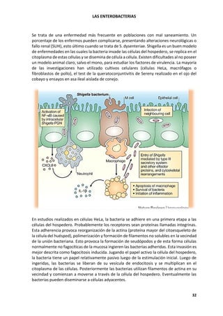 LAS ENTEROBACTERIAS
32
Se trata de una enfermedad más frecuente en poblaciones con mal saneamiento. Un
porcentaje de los enfermos pueden complicarse, presentando alteraciones neurológicas o
fallo renal (SUH), esto último cuando se trata de S. dysenteriae. Shigella es un buen modelo
de enfermedades en las cuales la bacteria invade las células del hospedero, se replica en el
citoplasma de estas células y se disemina de célula a célula. Existen dificultades al no poseer
un modelo animal claro, salvo el mono, para estudiar los factores de virulencia. La mayoría
de las investigaciones han utilizado cultivos celulares (células HeLa, macrófagos o
fibroblastos de pollo), el test de la queratoconjuntivitis de Sereny realizado en el ojo del
cobayo y ensayos en asa ileal aislada de conejo.
En estudios realizados en células HeLa, la bacteria se adhiere en una primera etapa a las
células del hospedero. Probablemente los receptores sean proteínas llamadas integrinas.
Esta adherencia provoca reorganización de la actina (proteína mayor del citoesqueleto de
la célula del huésped), polimerización y formación de filamentos no solubles en la vecindad
de la unión bacteriana. Esto provoca la formación de seudópodos y de esta forma células
normalmente no fagocíticas de la mucosa ingieren las bacterias adheridas. Esta invasión es
mejor descrita como fagocitosis inducida. Jugando el papel activo la célula del hospedero,
la bacteria tiene un papel relativamente pasivo luego de la estimulación inicial. Luego de
ingeridas, las bacterias se liberan de su vesícula de endocitosis y se multiplican en el
citoplasma de las células. Posteriormente las bacterias utilizan filamentos de actina en su
vecindad y comienzan a moverse a través de la célula del hospedero. Eventualmente las
bacterias pueden diseminarse a células adyacentes.
 