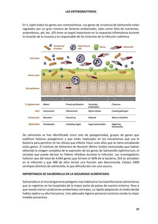 LAS ENTEROBACTERIAS
37
En S. typhi todos los genes son cromosómicos. Los genes de virulencia de Salmonella están
regulados por un gran número de factores ambientales, tales como falta de nutrientes,
anaerobiosis, pH, etc. LPS tiene un papel importante en la respuesta inflamatoria durante
la invasión de la mucosa y es responsable de los síntomas de la infección sistémica.
De salmonela se han identificado cinco islas de patogenicidad, grupos de genes que
codifican factores patogénicos y que están implicados en los mecanismos que usa la
bacteria para penetrar en las células que infecta. Hace unos años que se viene estudiando
estos genes. El Instituto de Alimentos de Norwich (Reino Unido) comunicaba que habían
obtenido la imagen completa de la expresión de los genes de Salmonella typhimurium, el
serotipo que puede derivar en fiebres tifoideas durante la infección. Los investigadores
hallaron que del total de 4.644 genes que forman el ADN de la bacteria, 919 se activaban
en la infección y que 400 de ellos tenían una función aún desconocida. Existen 2400
serotipos distintos de salmonella, lo que dificulta dar con una vacuna.
IMPORTANCIA DE SALMONELLA EN LA SEGURIDAD ALIMENTARIA
Salmonella es el microorganismo patógeno más habitual en las toxiinfecciones alimentarias
que se registran en los hospitales de la mayor parte de países de nuestro entorno. Pese a
que resiste mal en condiciones ambientales normales, su rápida adaptación al medio donde
habita explica su alta frecuencia. Una adecuada higiene personal continúa siendo la mejor
medida preventiva.
 