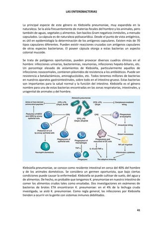 LAS ENTEROBACTERIAS
41
La principal especie de este género es Klebsiella pneumoniae, muy expandida en la
naturaleza. Se la aísla frecuentemente de materias fecales del hombre y los animales, pero
también de aguas, vegetales y alimentos. Son bacilos Gram negativos inmóviles, a menudo
capsulados. La cápsula es de naturaleza polisacarídica. Desde el punto de vista antigénico,
es útil en epidemiología la determinación de los antígenos capsulares. Existen más de 70
tipos capsulares diferentes. Pueden existir reacciones cruzadas con antígenos capsulares
de otras especies bacterianas. El poseer cápsula otorga a estas bacterias un aspecto
colonial mucoide.
Se trata de patógenos oportunistas, pueden provocar diversos cuadros clínicos en el
hombre: infecciones urinarias, bacteriemias, neumonías, infecciones hepato-biliares, etc.
Un porcentaje elevado de aislamientos de Klebsiella, particularmente aquellos de
infecciones nosocomiales, contienen plásmidos de resistencia a los antibióticos. Puede ser
resistencia a betalactámicos, aminoglucósidos, etc. Todos tenemos millones de bacterias
en nuestros aparatos gastrointestinales, sobre todo en el intestino grueso. Estas bacterias
son importantes para la salud normal y la función del intestino. Klebsiella es el género
nombre para una de estas bacterias encontradas en las zonas respiratorias, intestinales, y
urogenital de animales y del hombre.
Klebsiella pneumoniae, se conoce como residente intestinal en cerca del 40% del hombre
y de los animales domésticos. Se considera un germen oportunista, que bajo ciertas
condiciones puede causar la enfermedad. Klebsiella se puede cultivar de suelo, del agua y
de alimentos. De hecho, es probable que tengamos K. pneumoniae en nuestro intestino de
comer los alimentos crudos tales como ensaladas. Dos investigaciones en exámenes de
bacterias de brotes ETA encontraron K. pneumoniae: en el 4% de la lechuga cruda
investigada, se aisló K. pneumoniae. Como regla general, las infecciones por Klebsiella
tienden a ocurrir en la gente con sistemas inmunes debilitados.
 